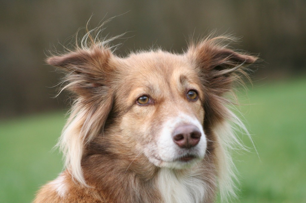 Meine Hunde HUNDESCHULE BOCHUM BELLT