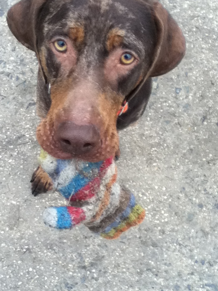 Meine Hunde HUNDESCHULE BOCHUM BELLT